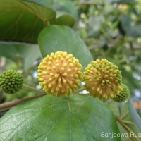 Adina cordifolia (Roxb.) Brandis